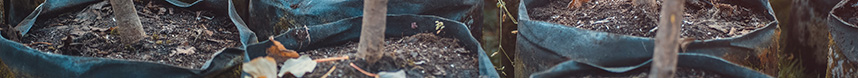 Grupo de mudas a serem plantadas
