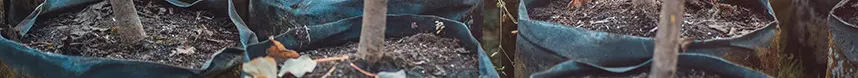 Grupo de mudas a serem plantadas